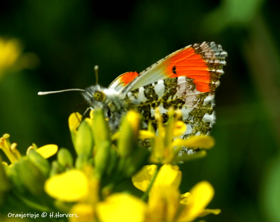 Oranjetipje - Geleedpotigen - Oranjetipje