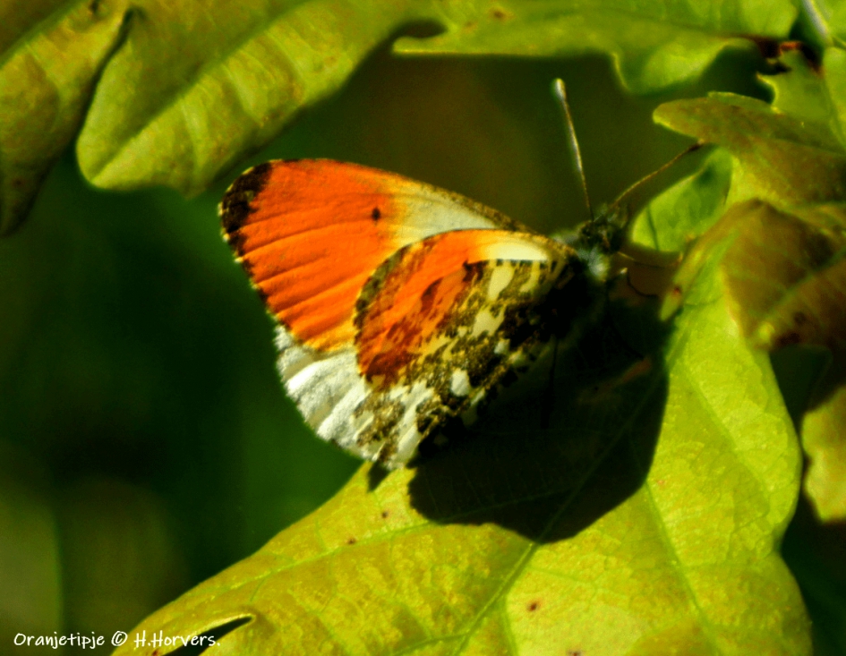 Oranjetipje - Geleedpotigen - Oranjetipje
