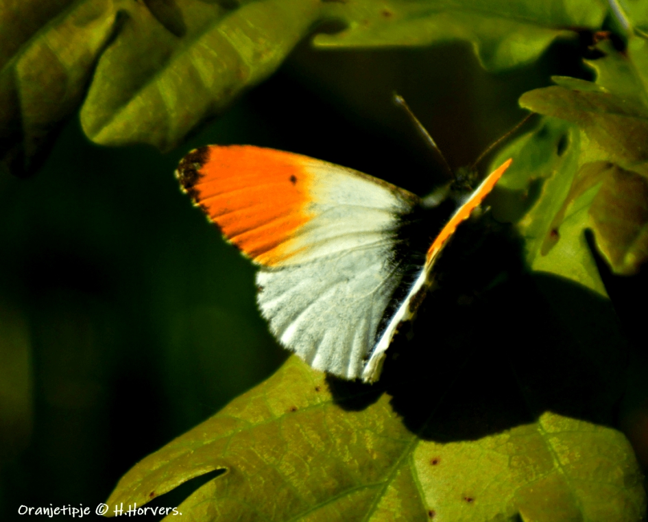 Oranjetipje - Geleedpotigen - Oranjetipje