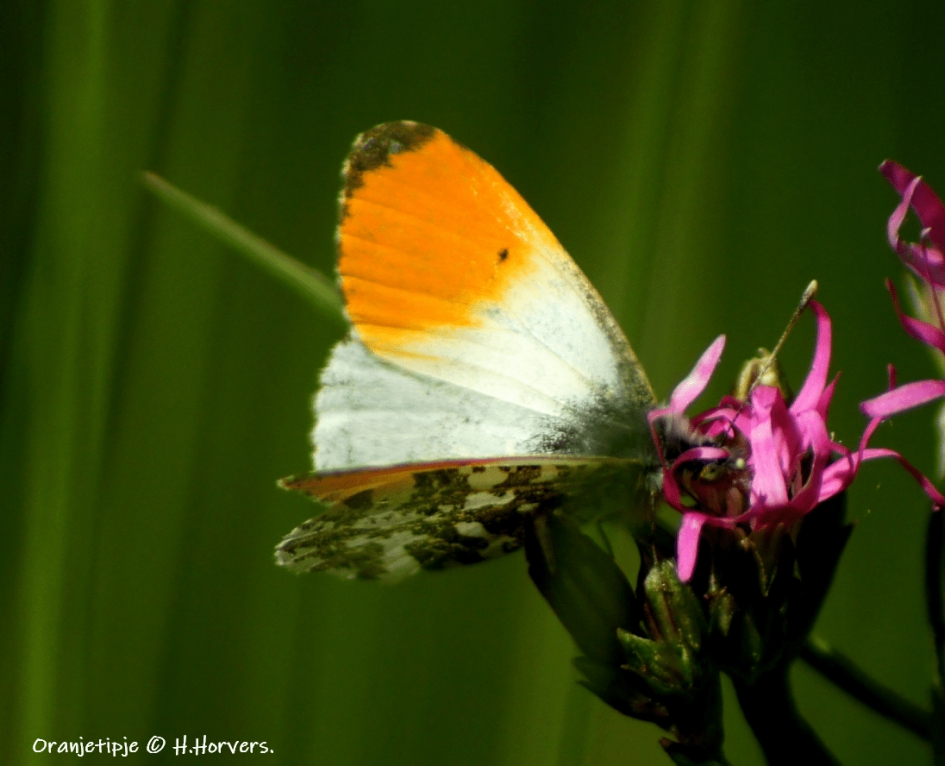Oranjetipje - Geleedpotigen - koekoeksbloem