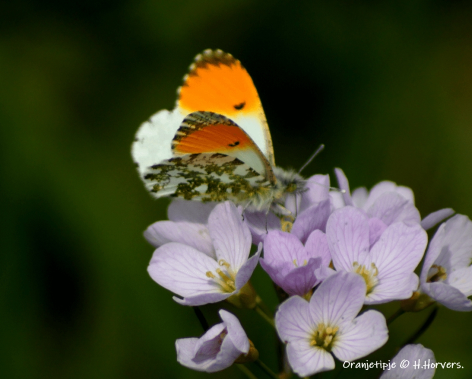 Oranjetipje op Pinksterbloem. - Geleedpotigen - Oranjetipje op Pinksterbloem.