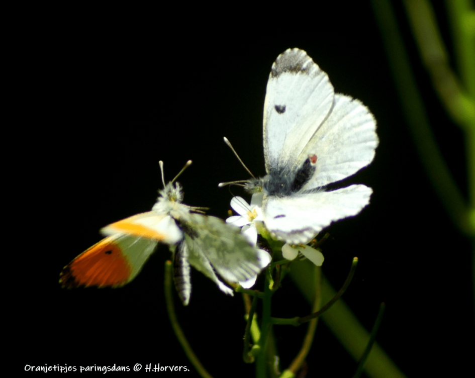 Oranjetipjes - Geleedpotigen - Oranjetipjes