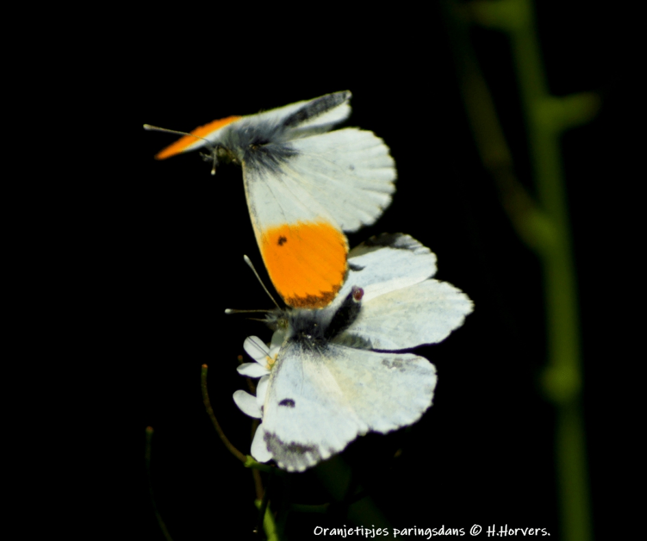 Oranjetipjes - Geleedpotigen - Oranjetipjes