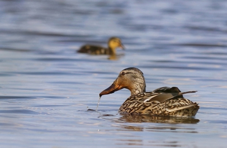 ouderlijk toezicht is gewenst