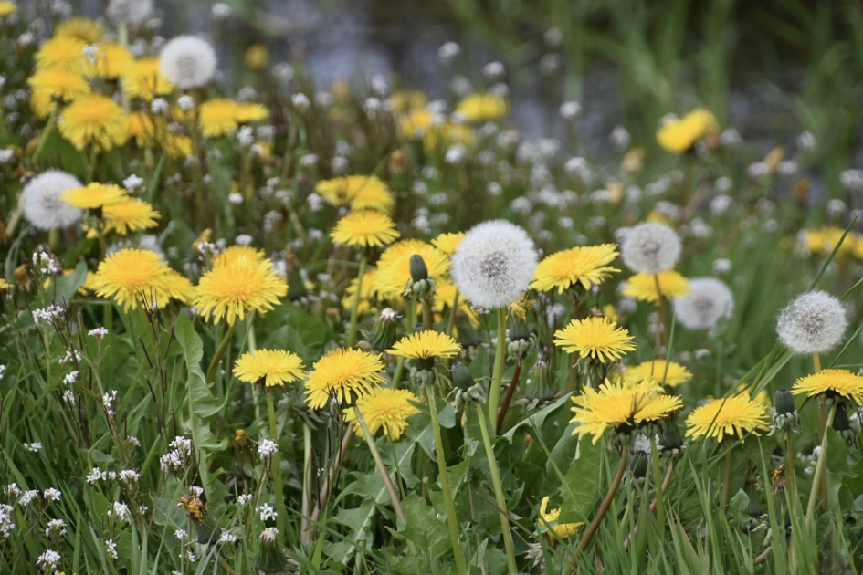 Paardenbloemen - Planten - 