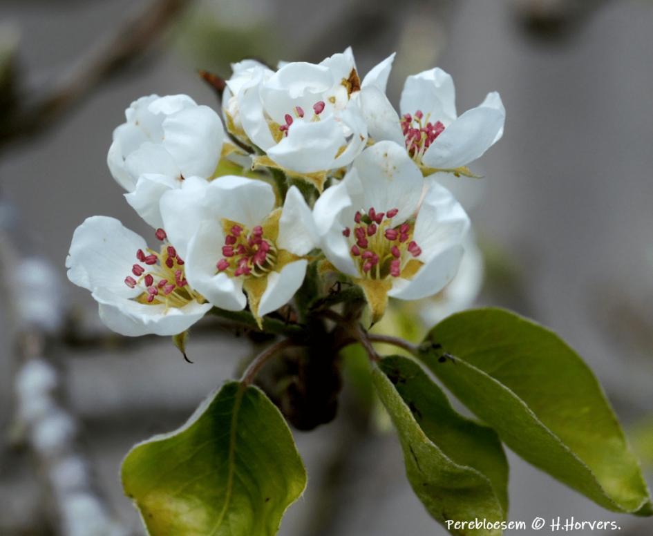 Perebloesem. - Planten - Perebloesem.