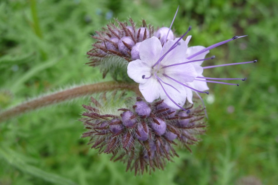 Phacelia - Planten - 