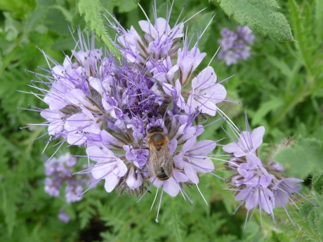 Phacelia