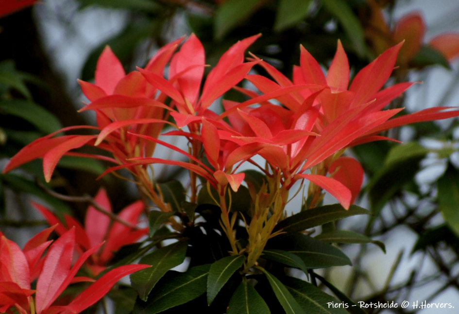 Pieris – Rotsheide. - Planten - Pieris – Rotsheide.