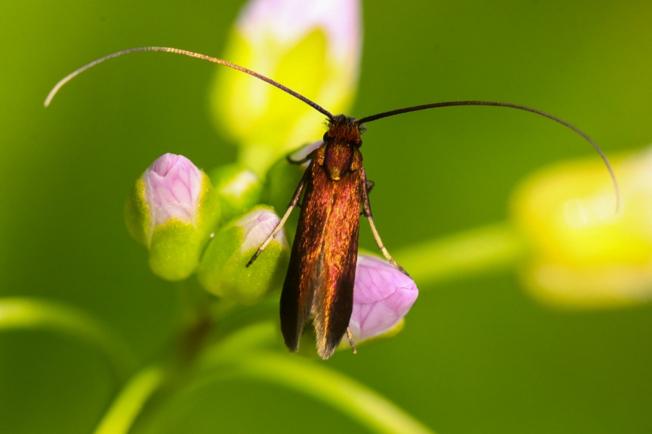 Pinksterbloemlangsprietmot - Geleedpotigen - pinksterbloemlangsprietmot
