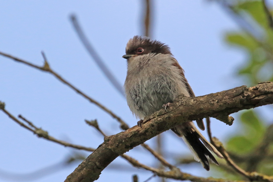 Punker - Vogels - Staartmees