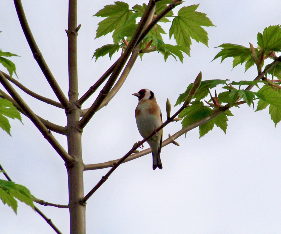 Puttertje - Vogels - Puttertje