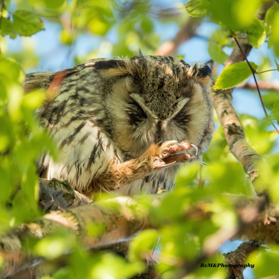Ransuil. - Vogels - Ransuil.