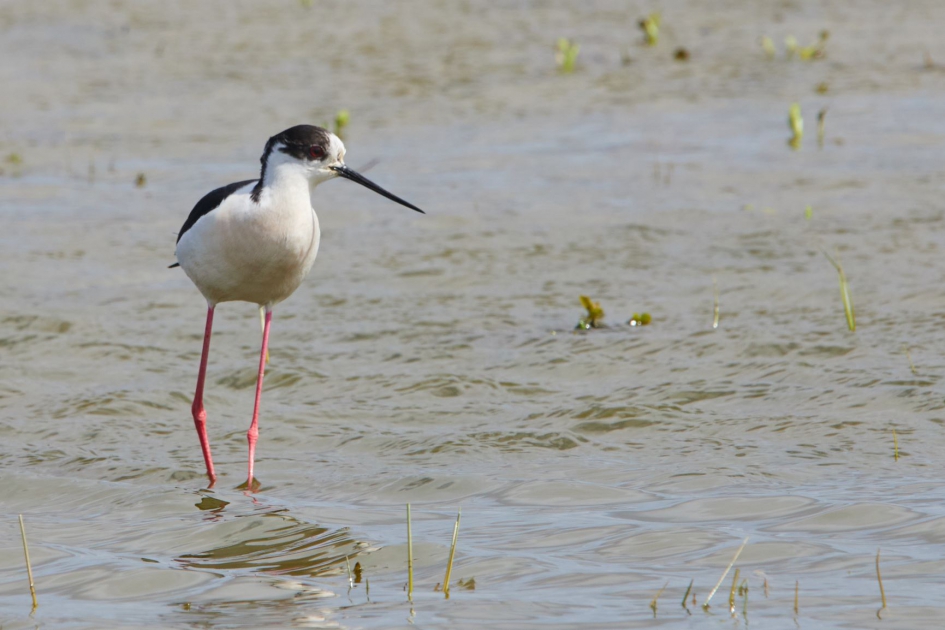 "rechtop in de wind",   steltkluut - Vogels - Steltkluut