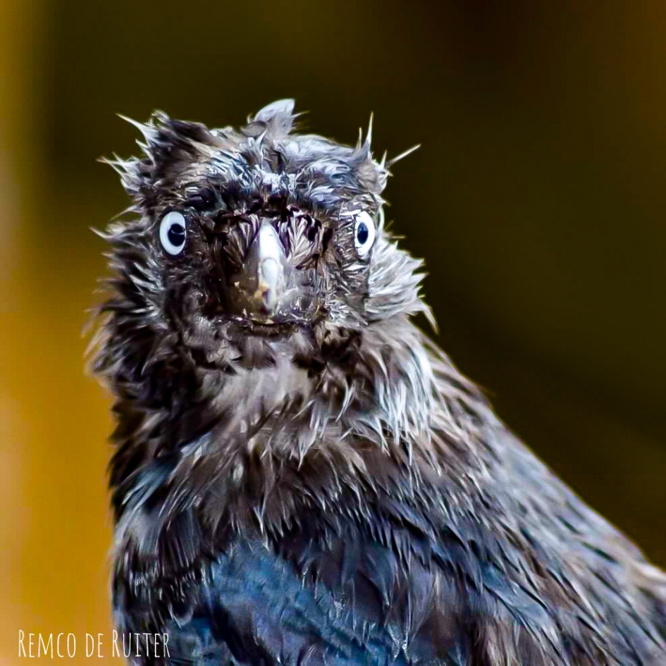 Regen - Vogels - Kauw.