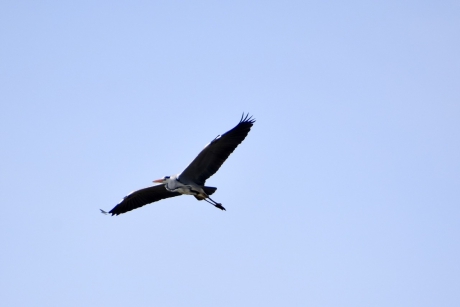Blauwe reiger