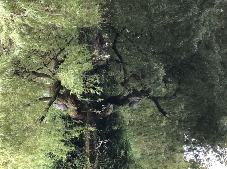 Reiger op de loer bij nest waterhoentjes - Vogels - Reiger