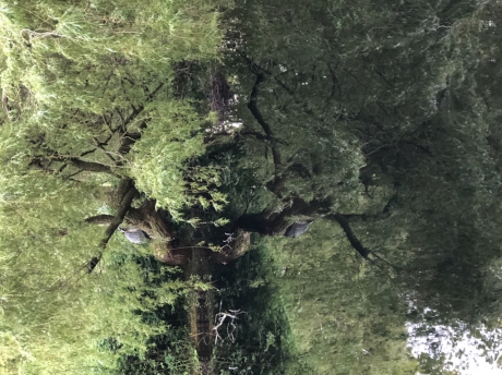Reiger op de loer bij nest waterhoentjes