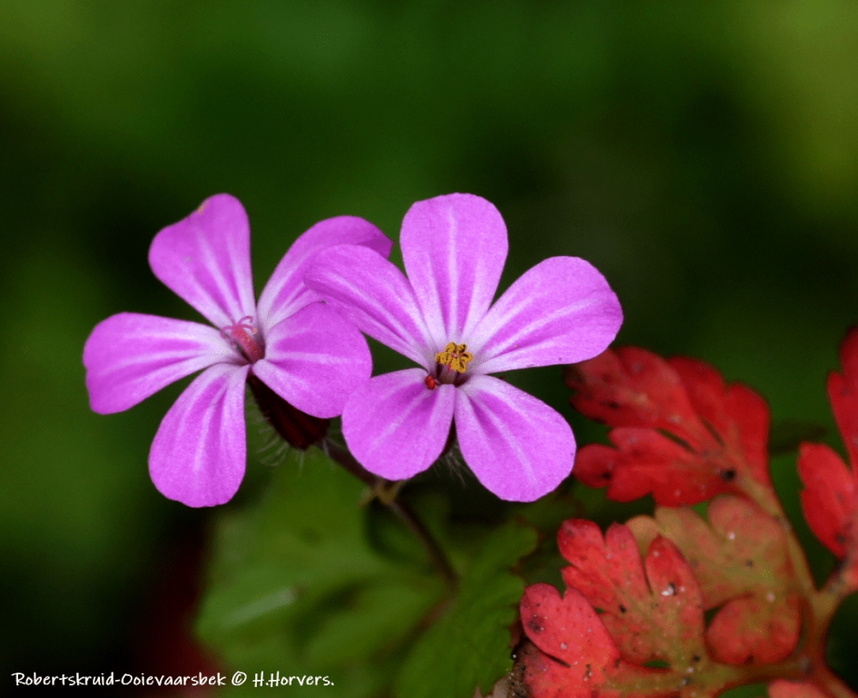 Robertskruid-Ooievaarsbek. - Planten - Robertskruid-Ooievaarsbek.