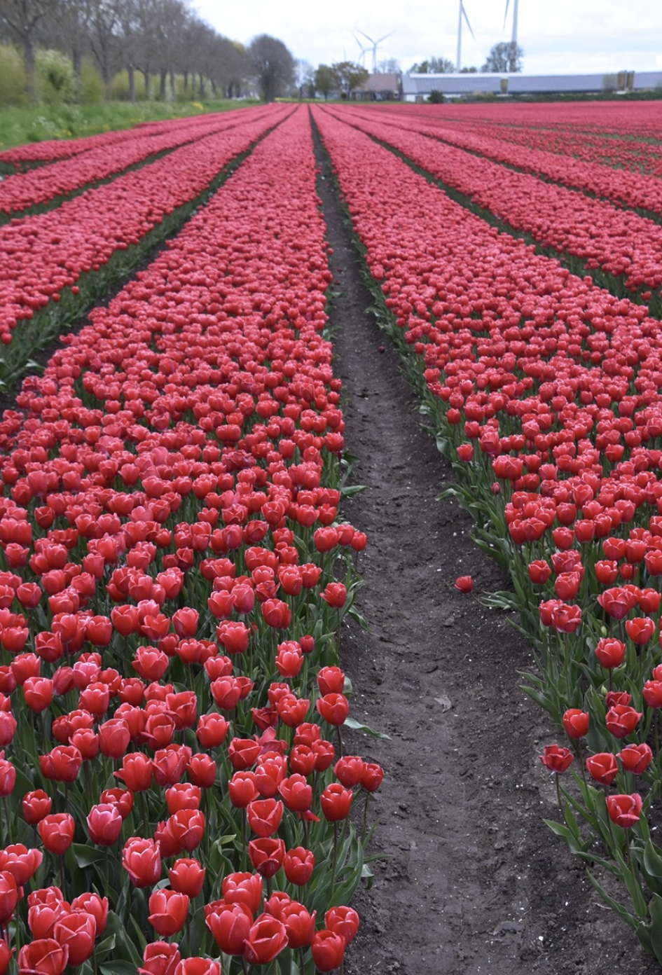 Rode tulpen - Planten - 