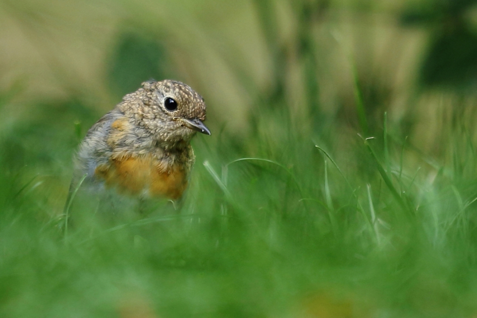 roodborst -juveniel- - Vogels - roodborst
