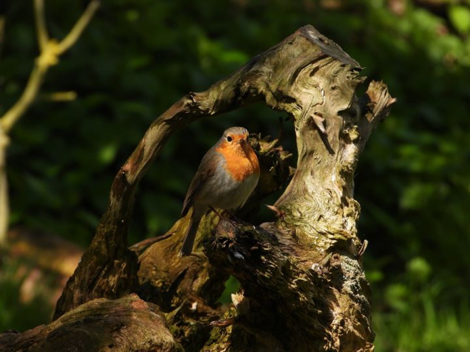 roodborst gaat er mooi voor zitten - Vogels - roodborst