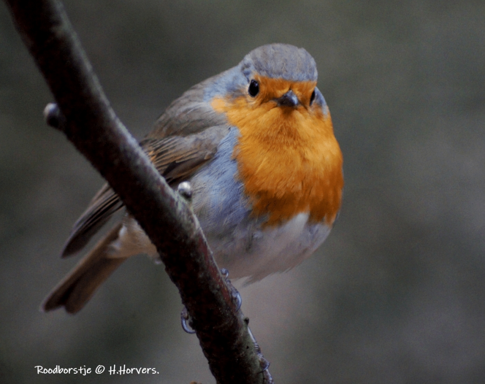 Roodborstje - Vogels - Roodborstje