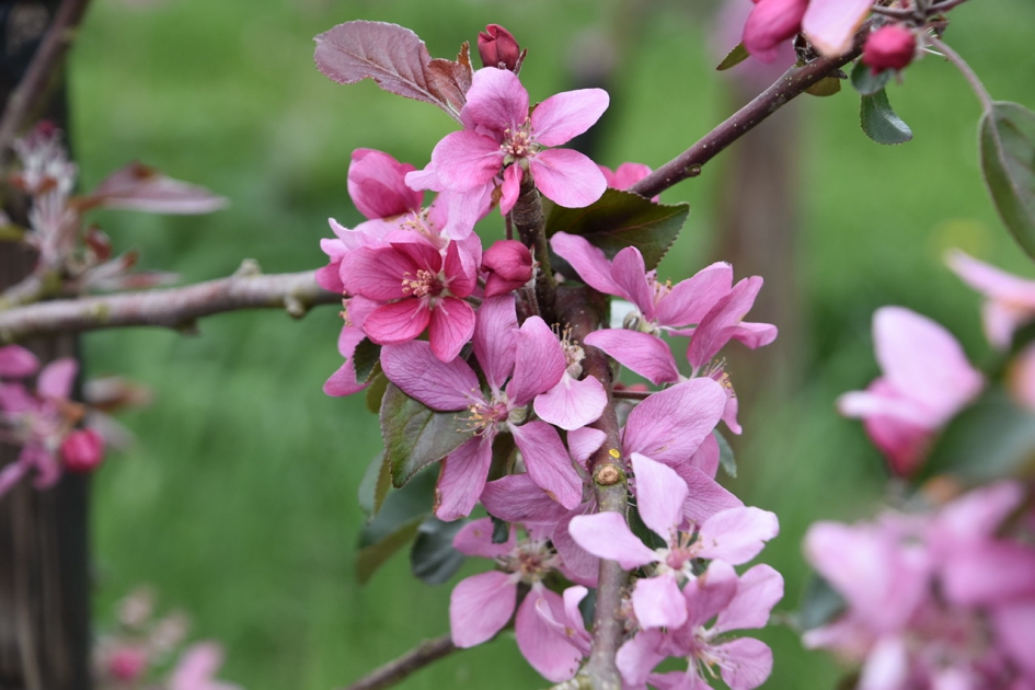 Roze appelbloesem - Planten - 