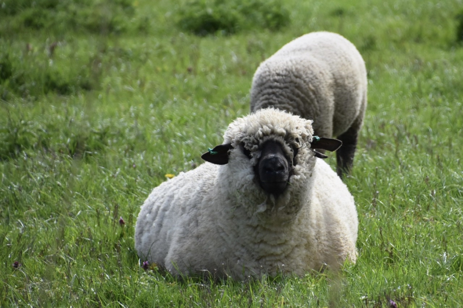 Wallis blacknose schaap - Zoogdieren - 