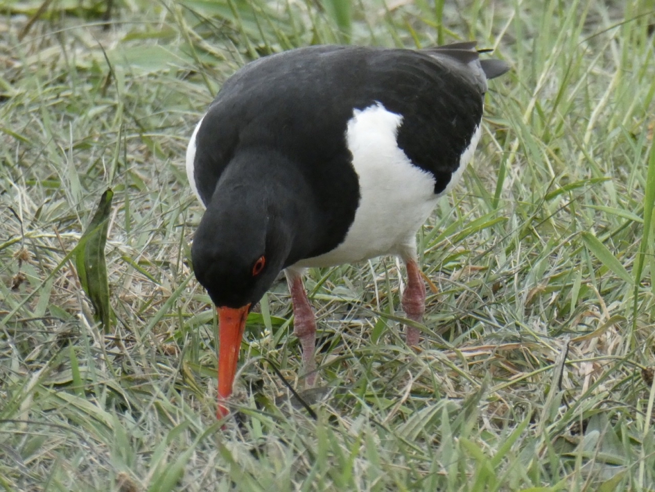 Scholekster - Vogels - 