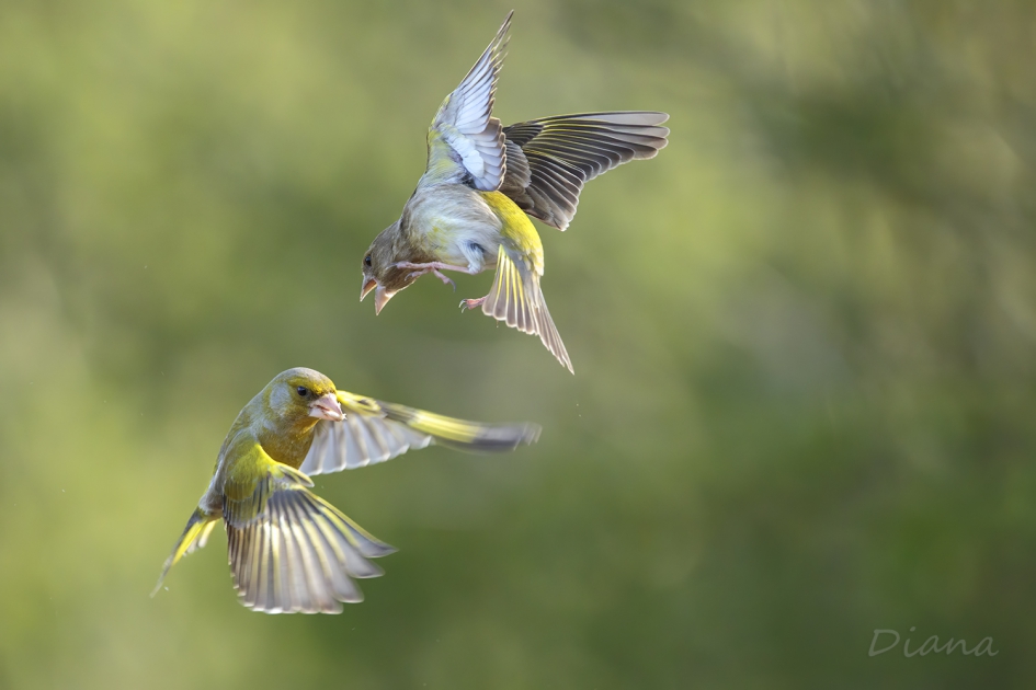 Schoonvliegen - Vogels - Groenling