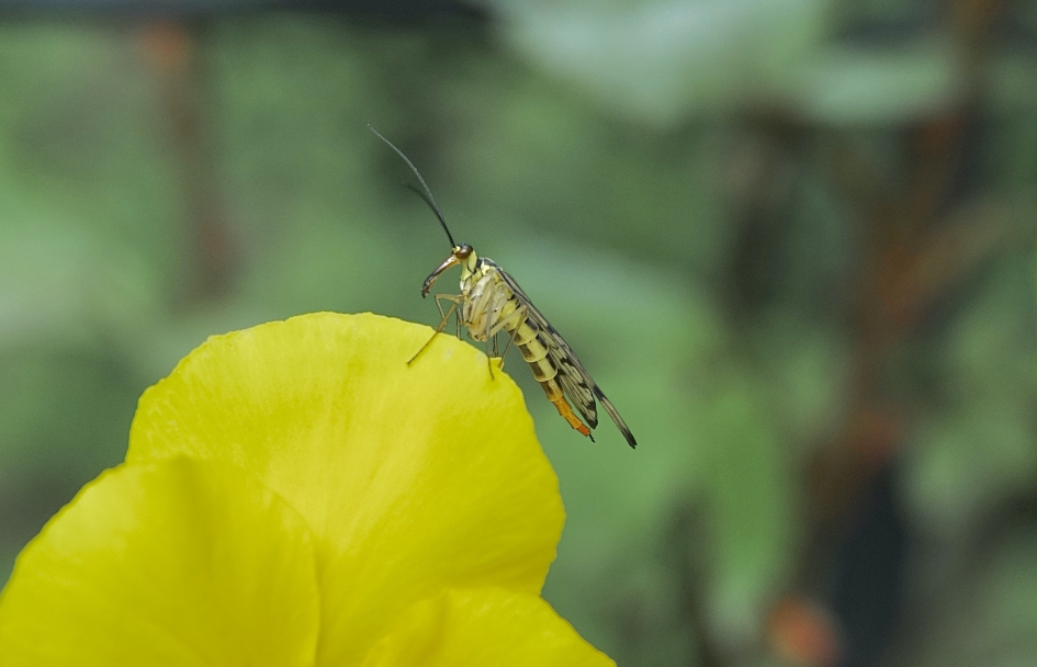 Schorpioenvlieg - Geleedpotigen - Schorpioenvlieg