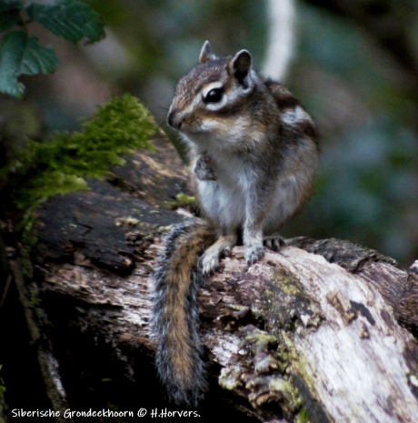 Siberische Grondeekhoorn