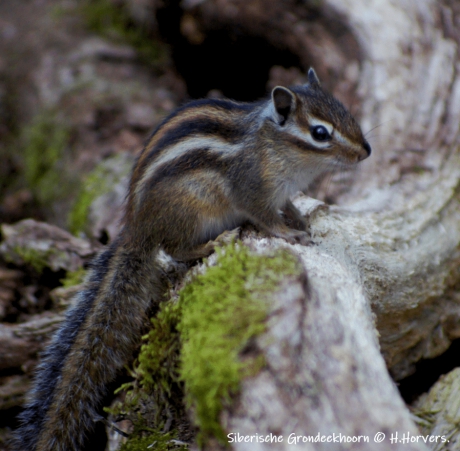 Siberische Grondeekhoorn