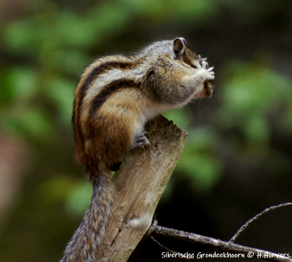 Siberische Grondeekhoorn - Zoogdieren - Siberische Grondeekhoorn