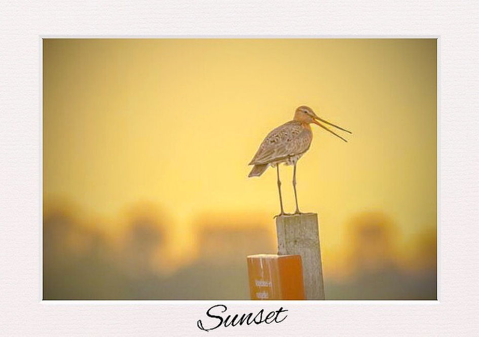 Skries Of te wel Grutto - Vogels - Grutto