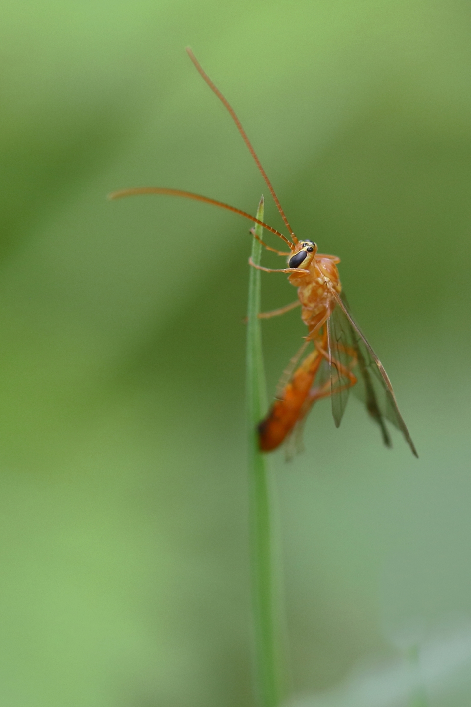 sluipwesp - Geleedpotigen - sluipwesp