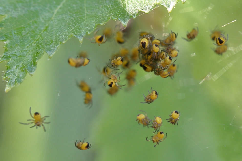 SNEL WEGKLIKKEN ……. - Geleedpotigen - kruisspin