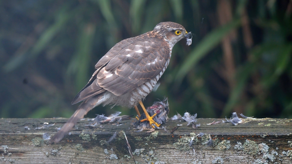 Sperwer - Vogels - Sperwer