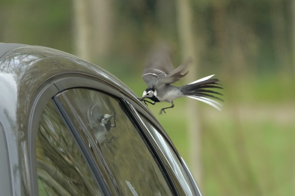 Spiegelbeeld in gevecht 2 - Vogels - Witte Kwikstaart
