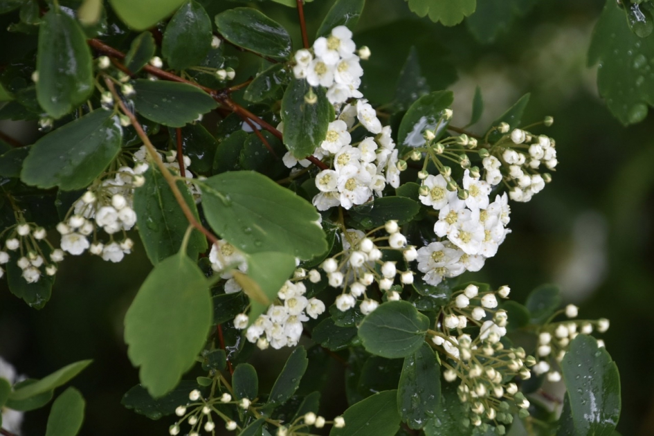 Spirea achtig? - Planten - 