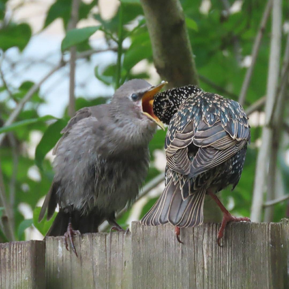 Spreeuwenjong wordt gevoerd - Vogels - spreeuw