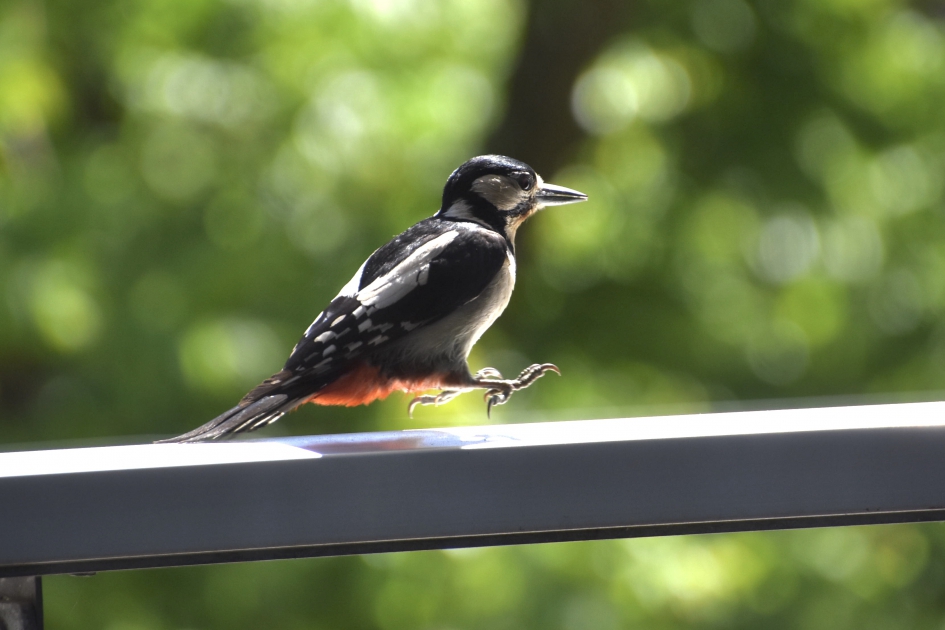 Springt .... - Vogels - Grote bonte specht