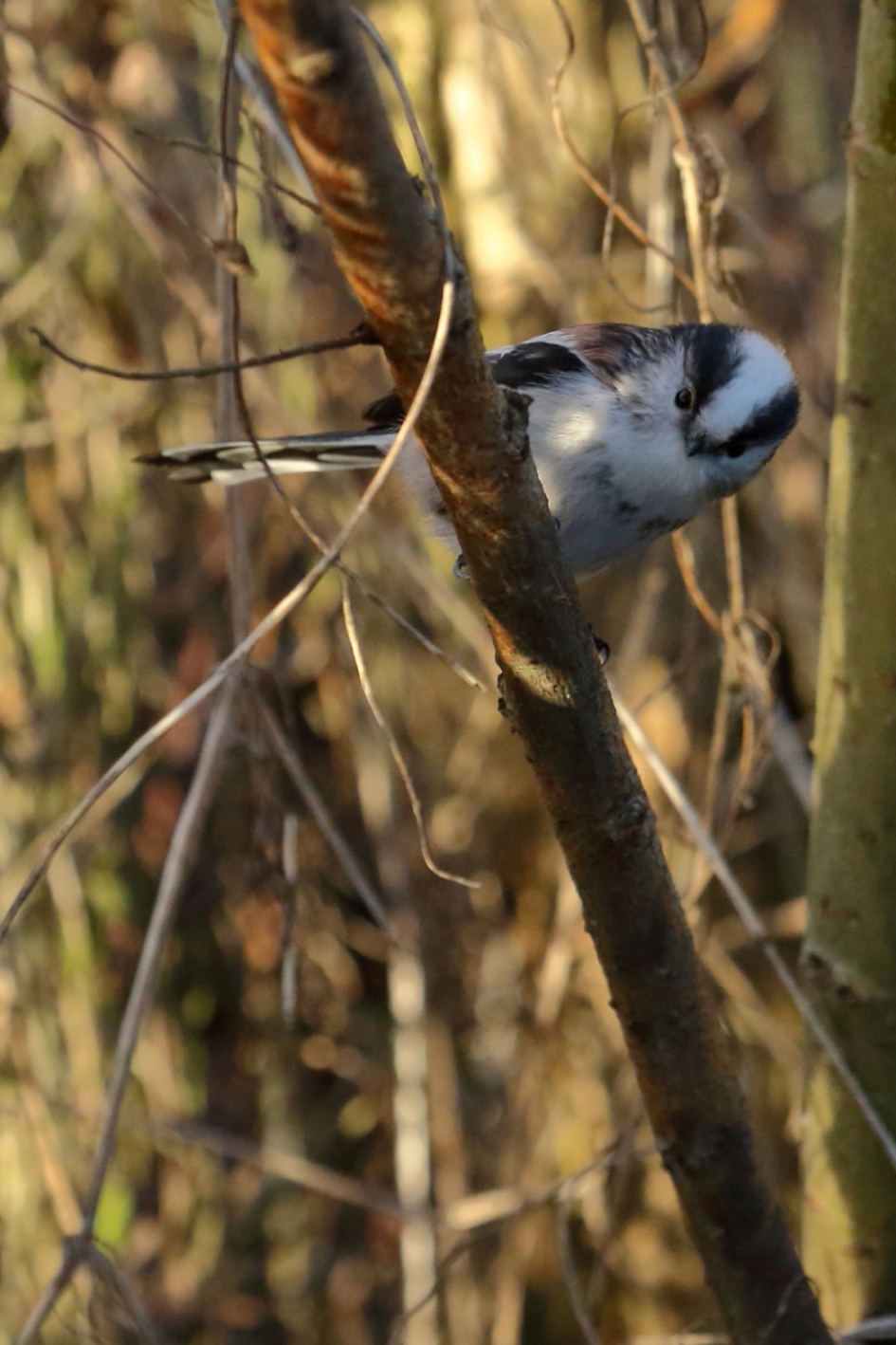 staartmees - Vogels - staartmees