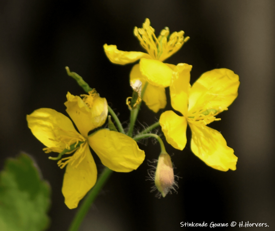 Stinkende Gouwe. - Planten - Stinkende Gouwe.