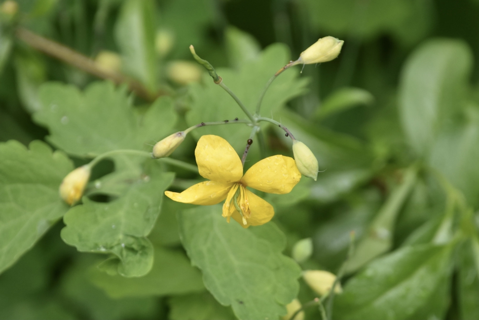 Stinkende gouwe - Planten - 
