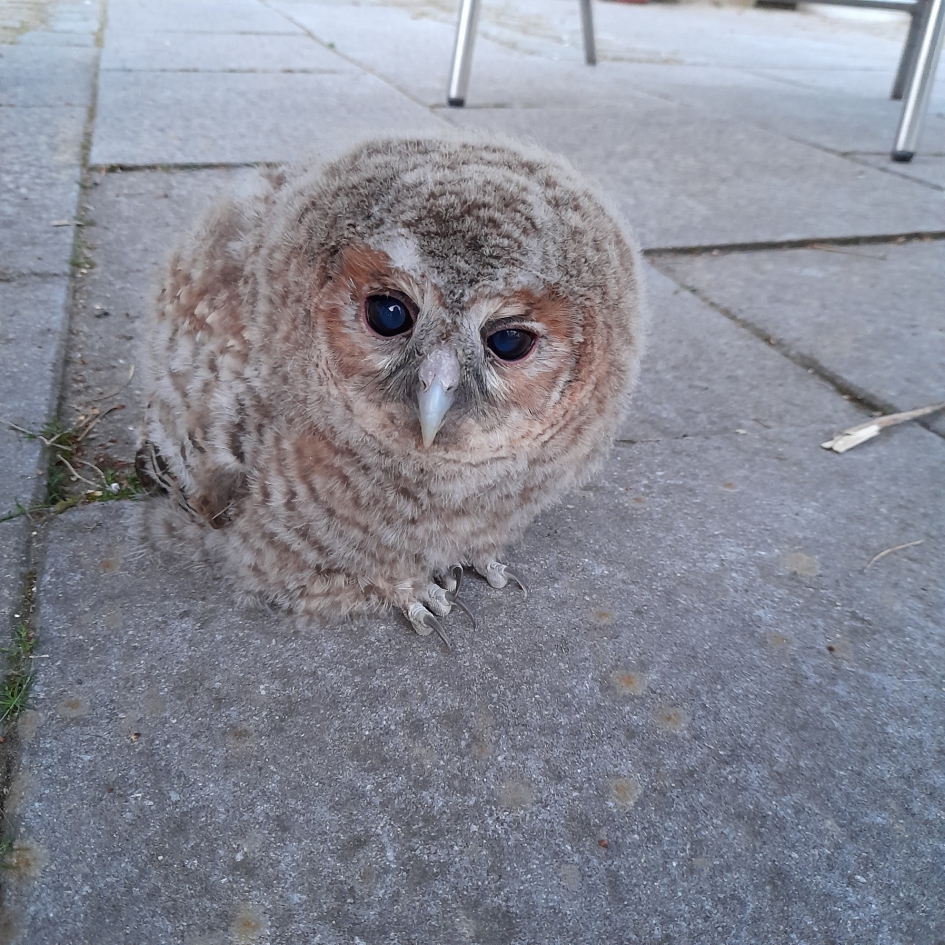 Takkeling - Vogels - Bosuil