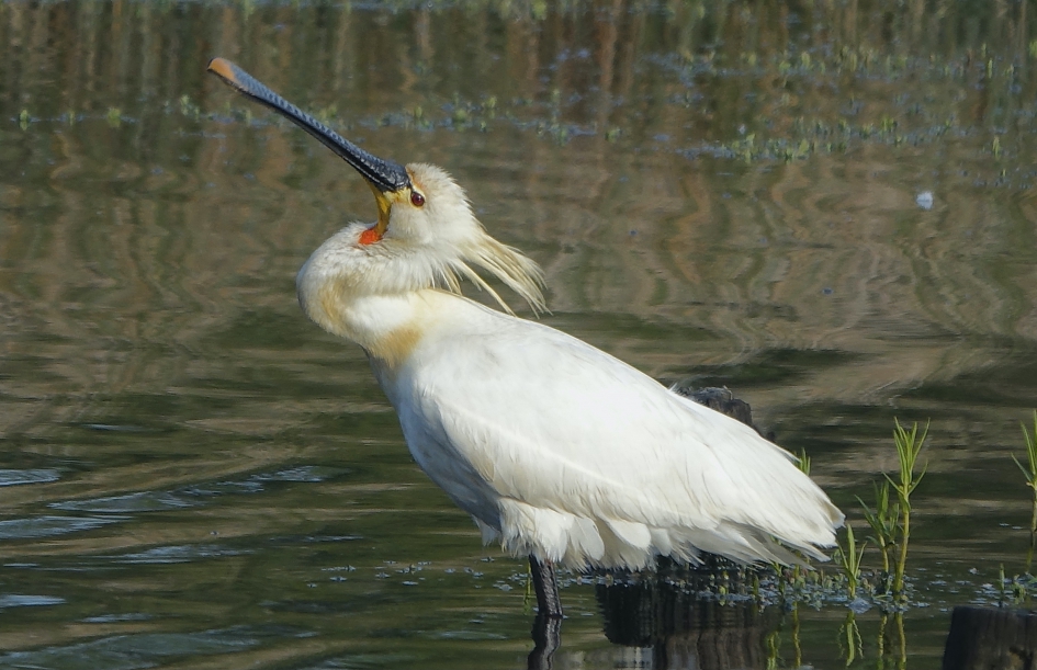 Tetereteee - Vogels - Lepelaar