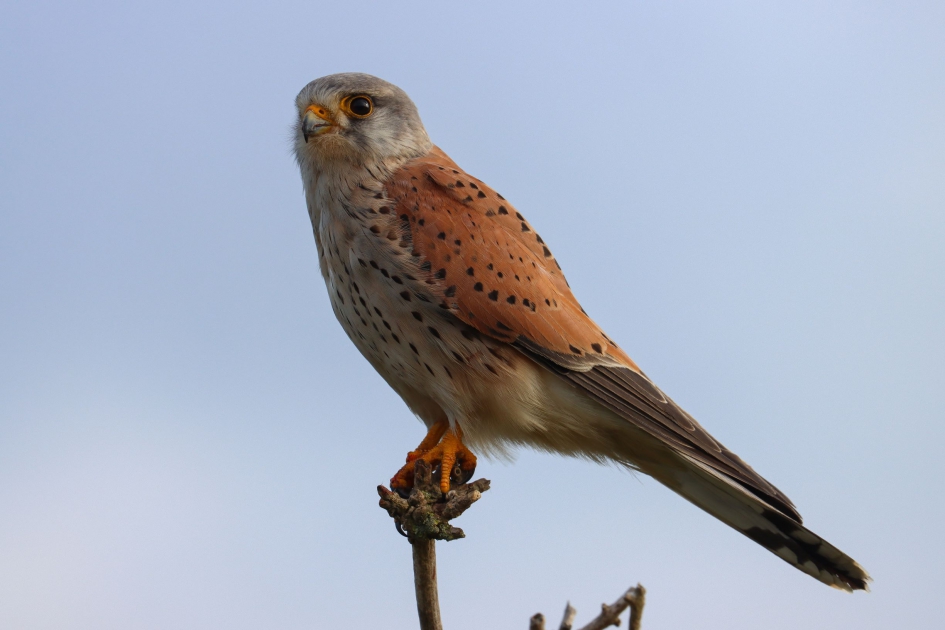 Torenvalk op de uitkijk - Vogels - Torenvalk