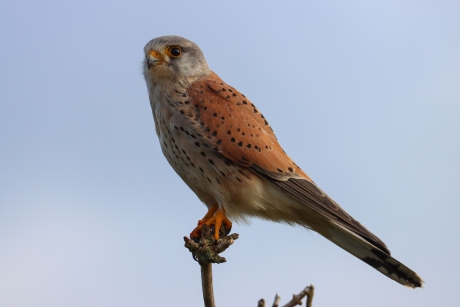 Torenvalk op de uitkijk